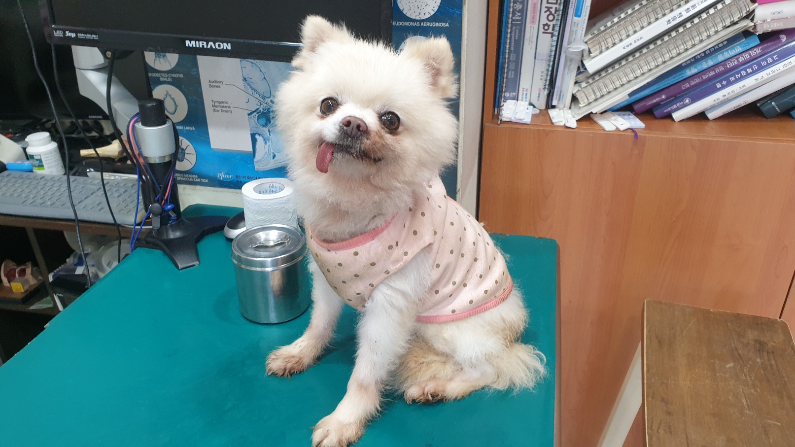 포메라니안 이미지 파일 입니다.